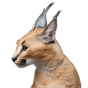 demo-attachment-255-beautiful-caracal-lynx-over-black-background-2LY36JN
